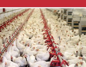 قیمت مرغ گوشتی در اردیبهشت ۳ درصد کاهش داشت