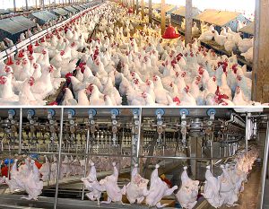 صنعت طیور محرک اصلی رشد تولید جهانی گوشت
